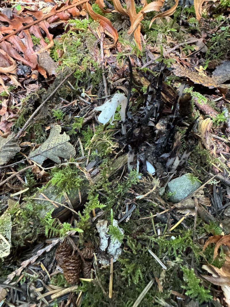 Sooke photo 17