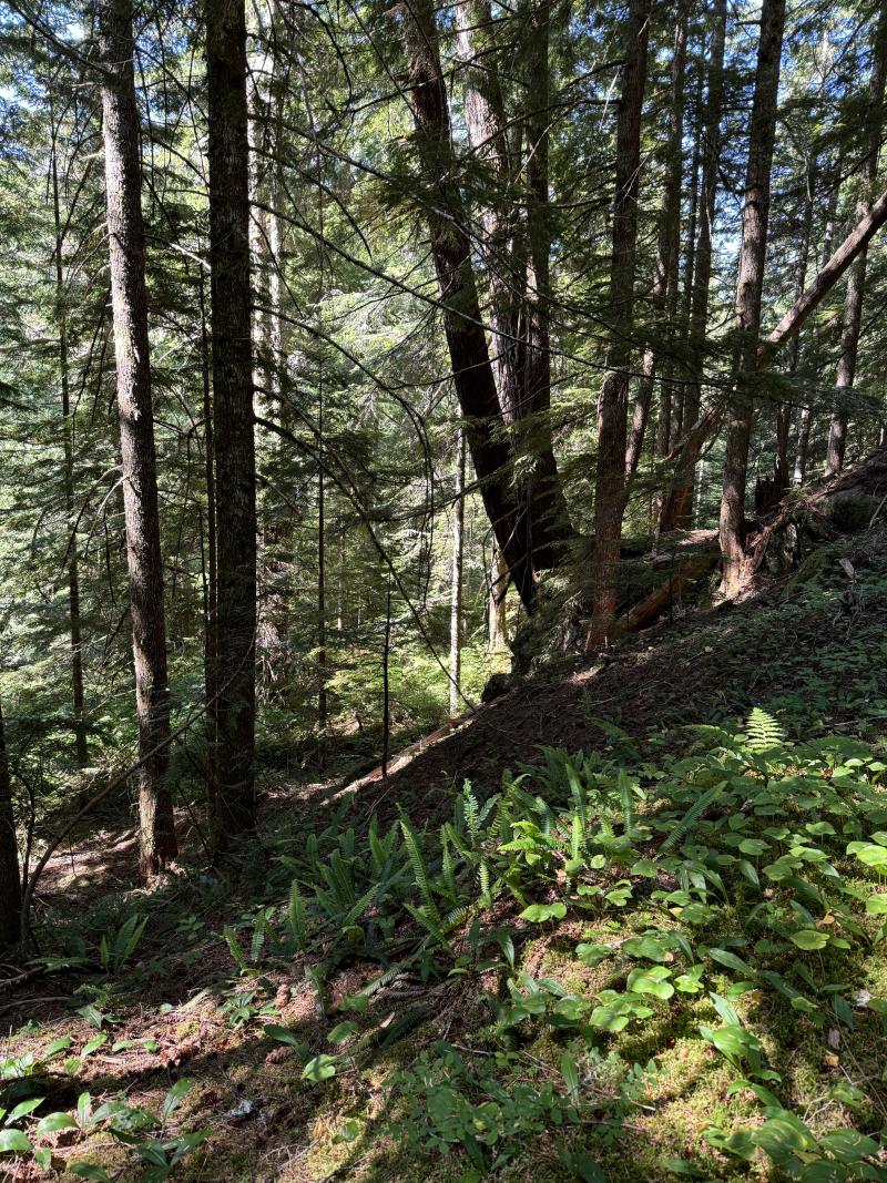 Three Arm Lake photo 41