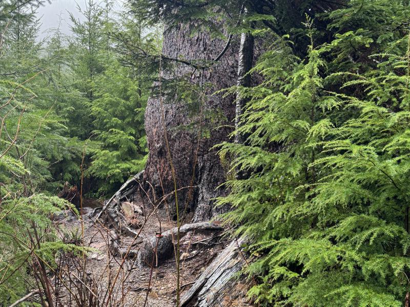 Jordan River Port Renfrew photo 33
