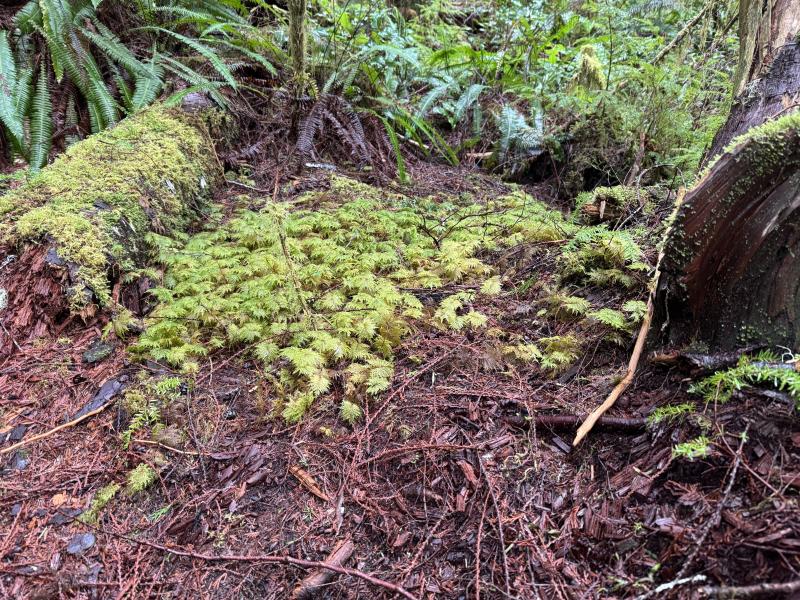 Jordan River Port Renfrew photo 54