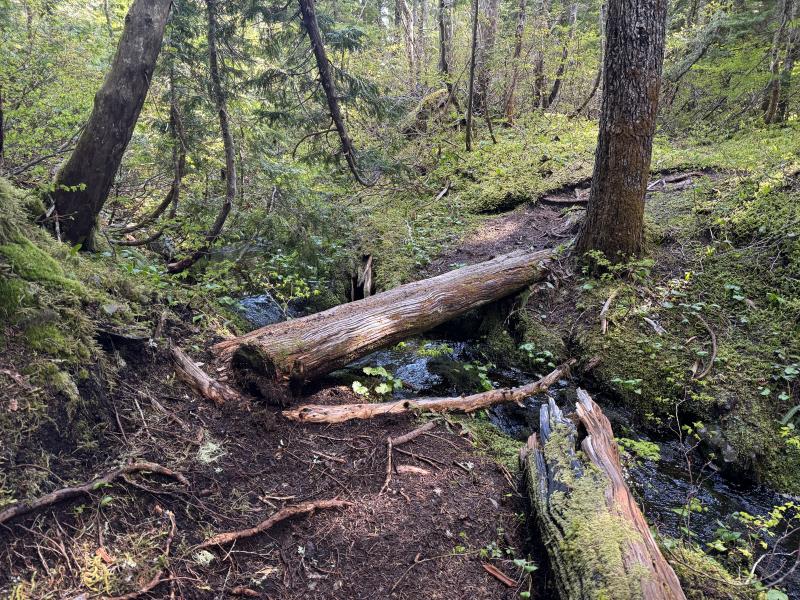 Meadow Cabin Trapper Lakes photo 19