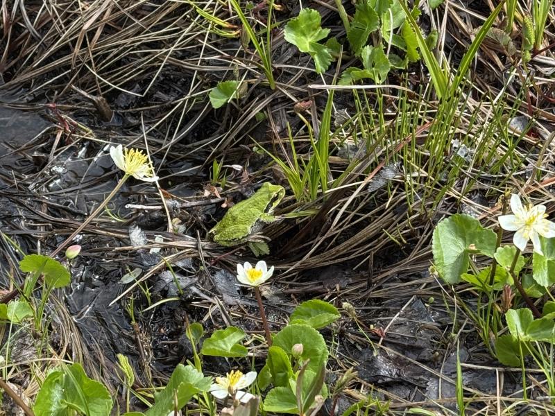 Meadow Cabin Trapper Lakes photo 33