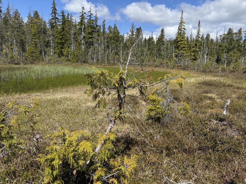 Meadow Cabin Trapper Lakes photo 56