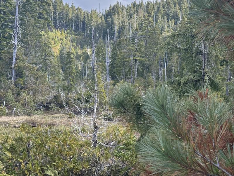 Meadow Cabin Trapper Lakes photo 15