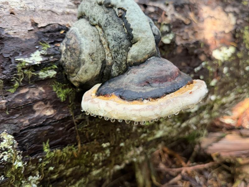 Various Hikes photo 12