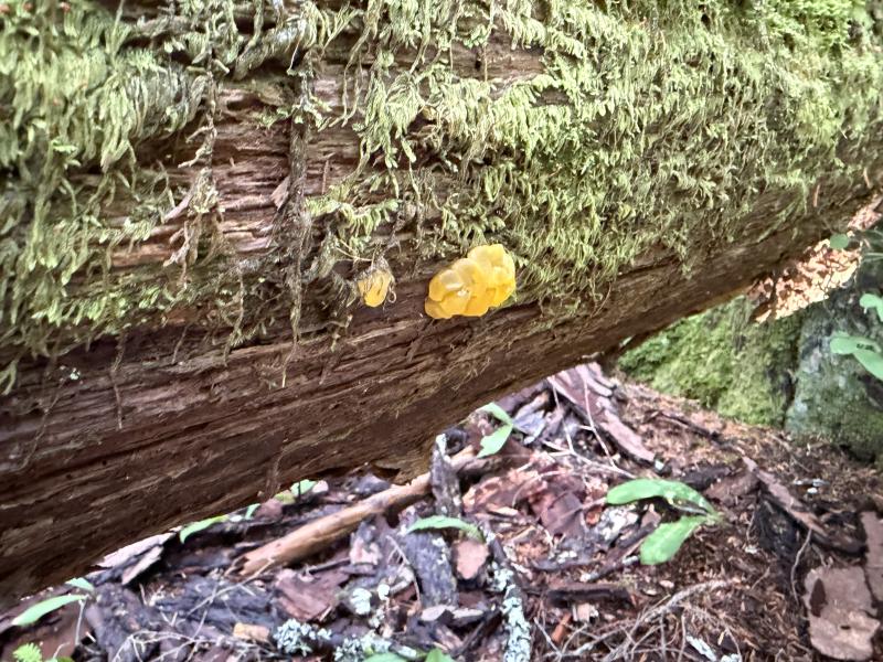 Various Hikes photo 13