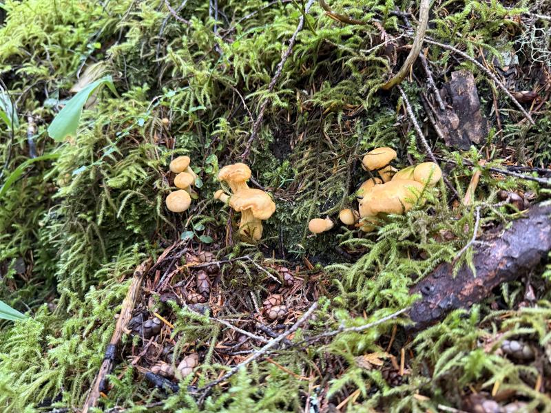 Various Hikes photo 14