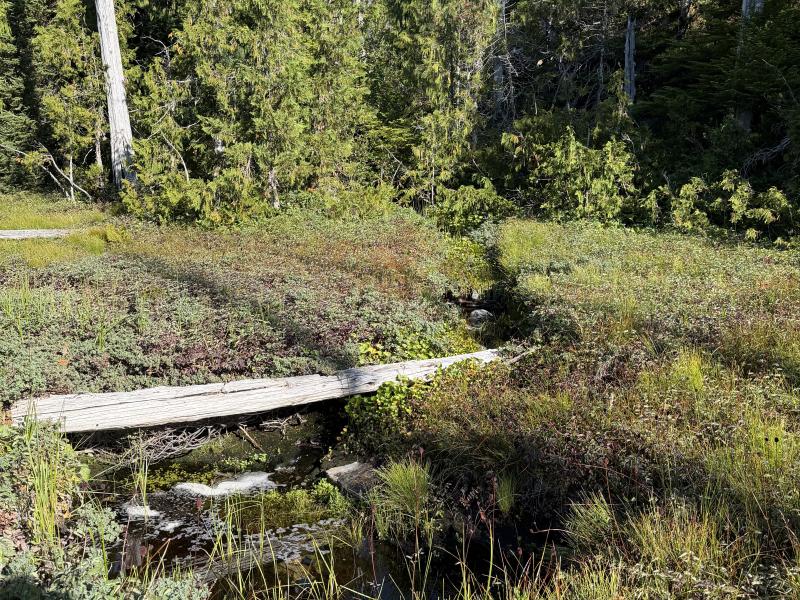 Pine Lake photo 3