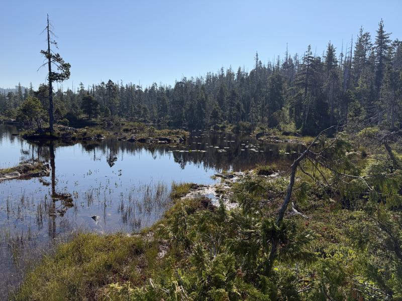 Pine Lake photo 8