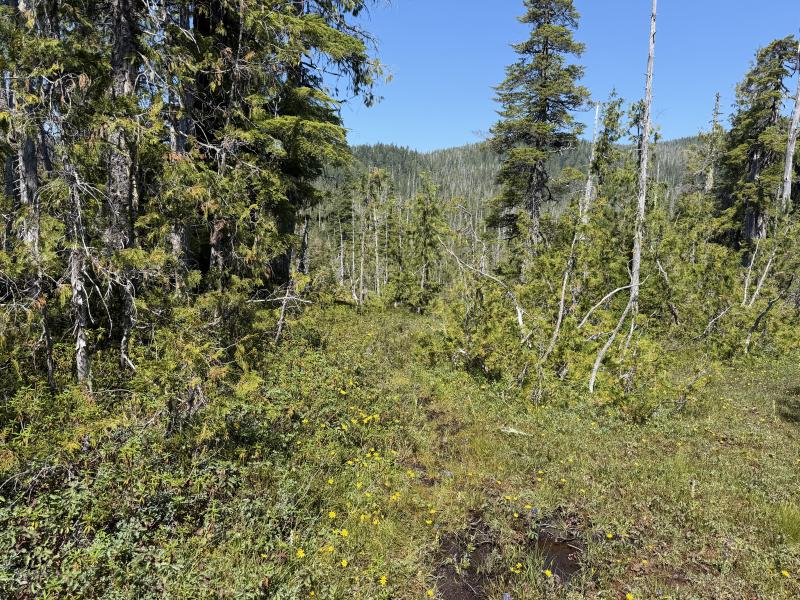 Pine Lake photo 13