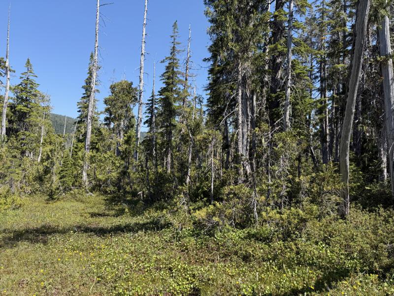 Pine Lake photo 14