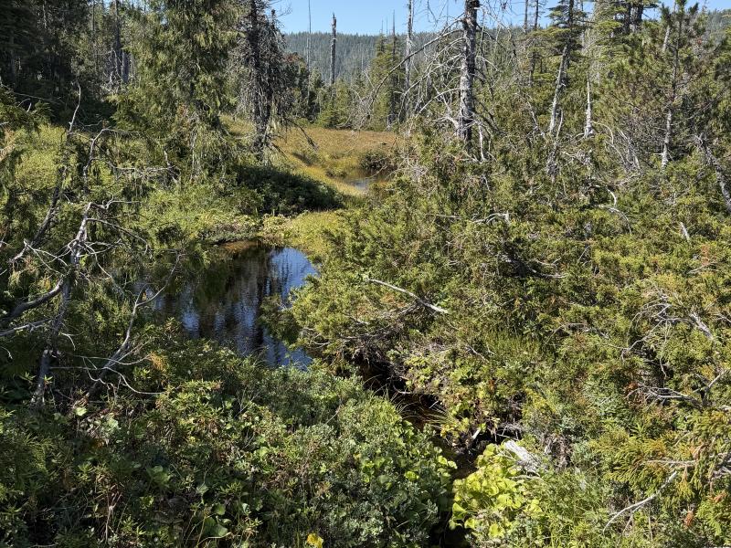 Pine Lake photo 15