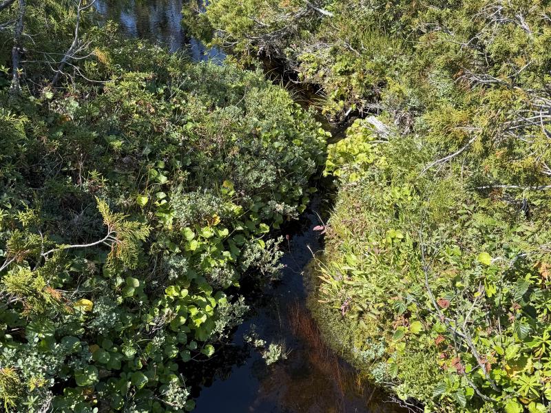 Pine Lake photo 16