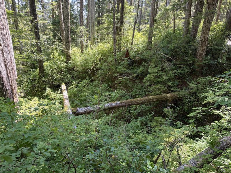 Pine Lake photo 17