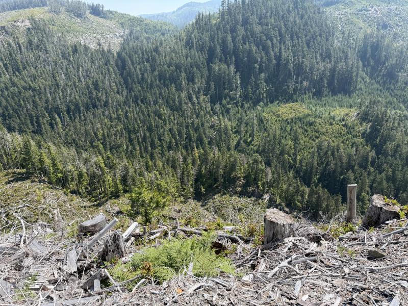 Pine Lake photo 18