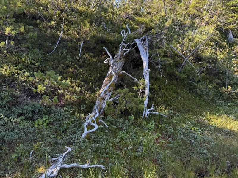 Pine Lake photo 9