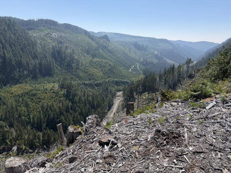 Pine Lake photo 19