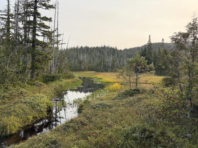 Pine Lake photo 21