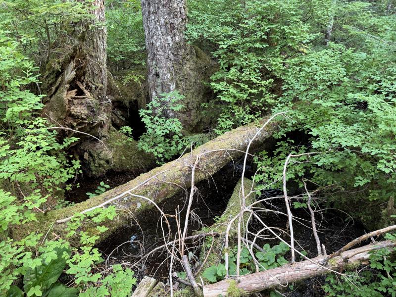 Pine Lake photo 26