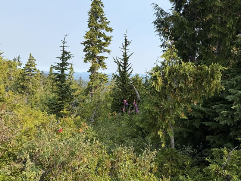 Pine Lake photo 36