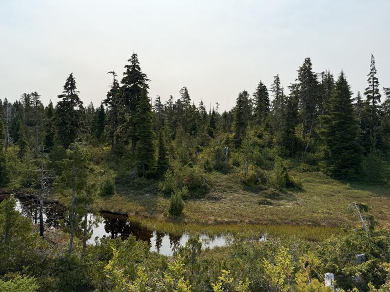 Pine Lake photo 38