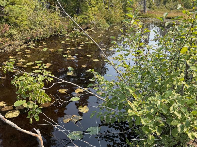 Pine Lake photo 41