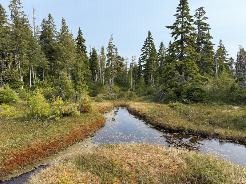 Pine Lake photo 34