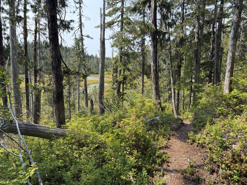 Pine Lake photo 46