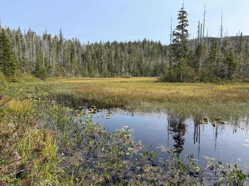 Pine Lake photo 47