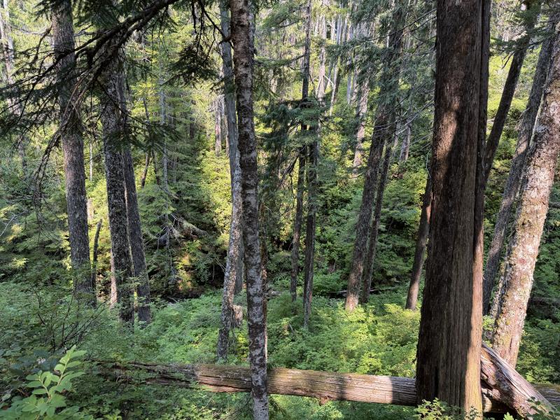 Pine Lake photo 50