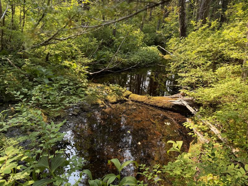 Pine Lake photo 44
