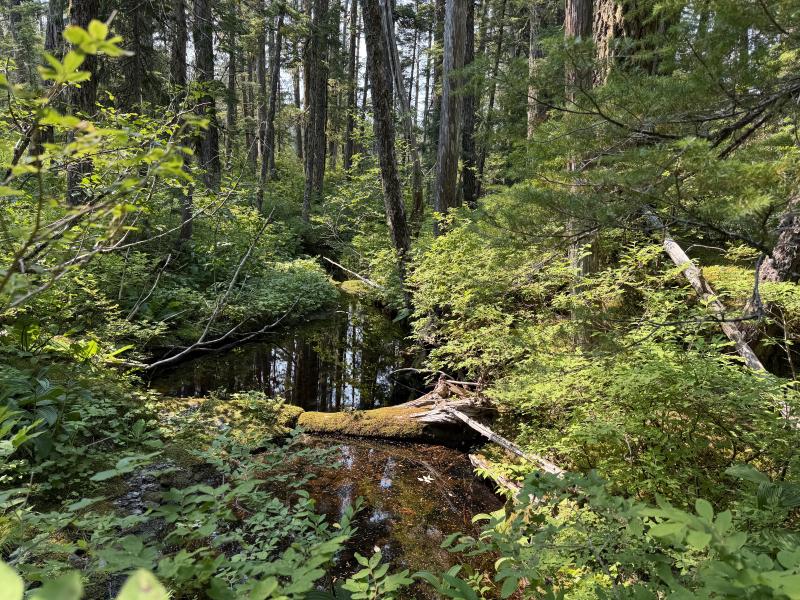 Pine Lake photo 45