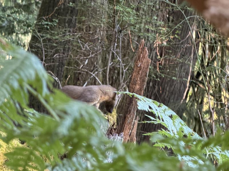 Pine Martin photo 3
