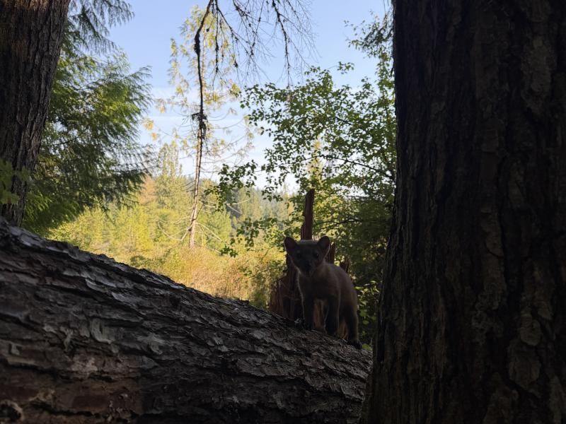 Pine Martin photo 6