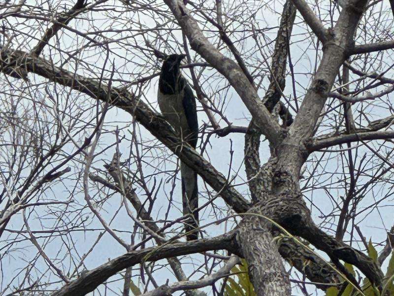 Purto Vallarta Ceboruco photo 137